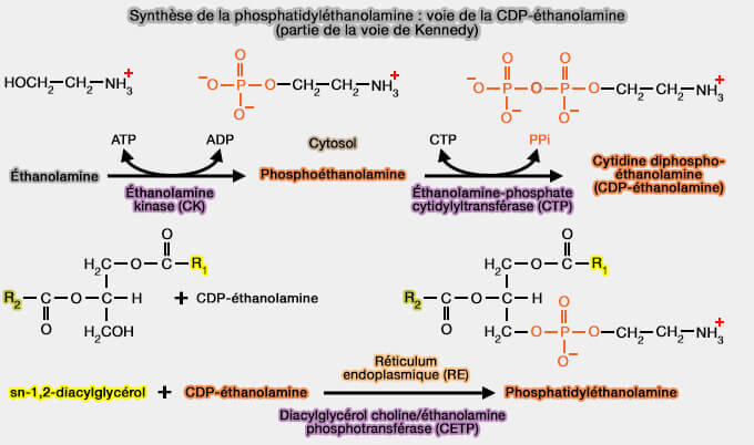 Synthèse de la phosphatidyléthanolamine par la voie CDP-éthanolamine