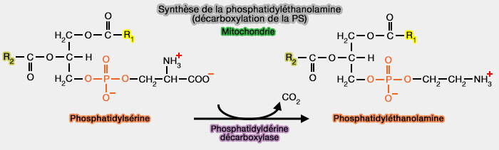 Synthèse de la phosphatidyléthanolamine par décarboxylation de la phosphatidylsérine