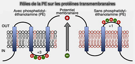 Rôles de la PE sur les protéines transmembranaires