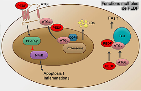 Fonctions multiples de PEDF