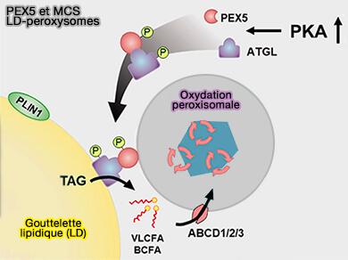 PEX5 et MCS LD-peroxysomes