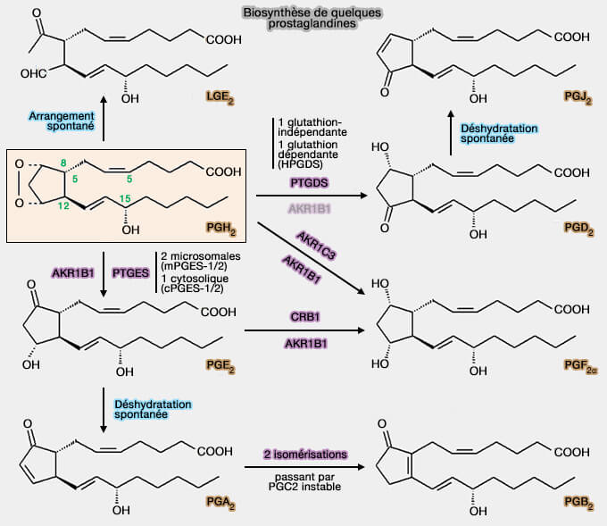 Biosynthèse de quelques prostaglandines