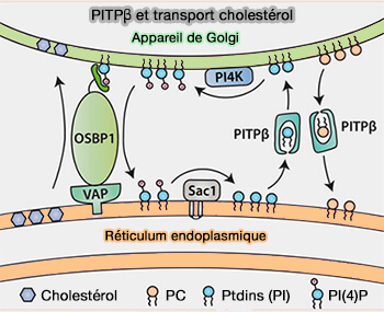 PITPβ et transport de cholestérol 