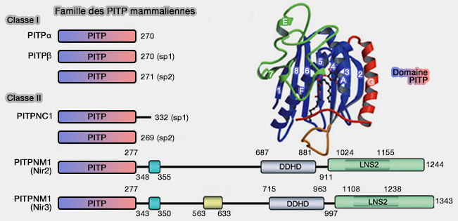 Classification des LTP mammaliennes