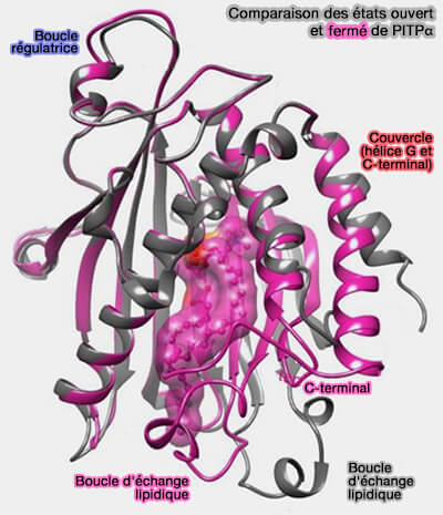 Comparaison des états ouvert et fermé de PITPα