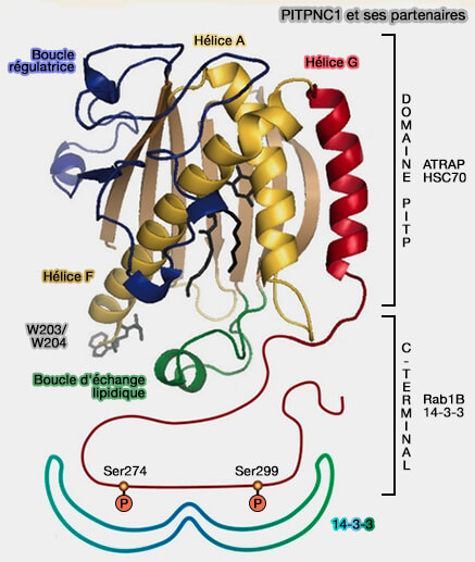 PITPNC1 et ses partenaires