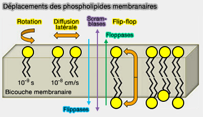 Déplacement des phospholipides membranaires