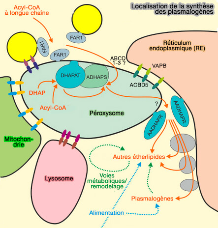 Localisation de la synthèse des plasmalogènes