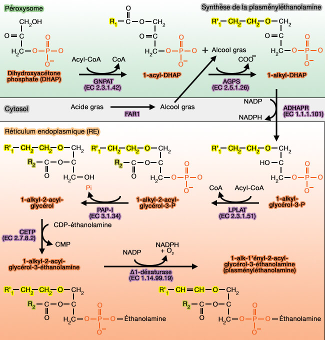 Synthèse de la plasményléthanolamine