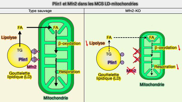 Rôles de Plin1 et Mfn2 dans les MCS LD-mitochondries