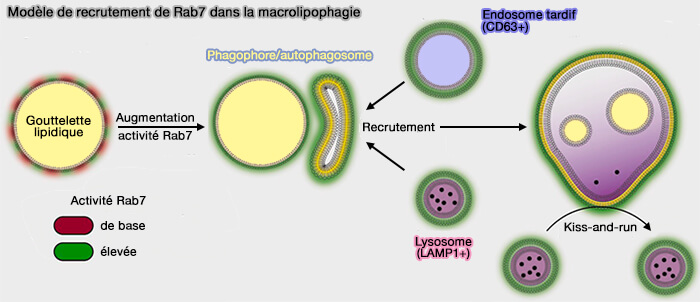 Modèle de recrutement de Ran7 dans la macrolipophagie