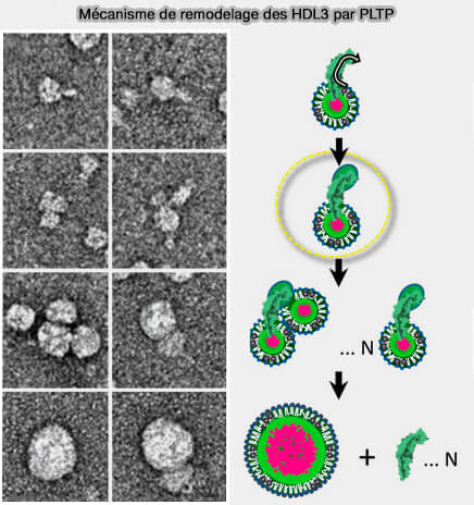 Mécanisme hypothétique du remodelage des HDL3 par PLTP