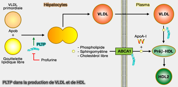 PLTP dans la production de VLDL et de HDL