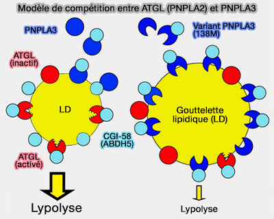 Modèle de compétition entre ATGL (PNPLA2) et PNPLA3 