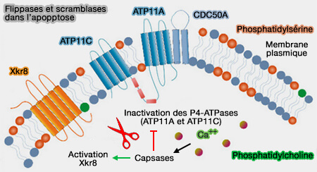 Flippases et scramblases dans l'apopotose
(Figure : vetopsy.fr d'après Jing et coll) 