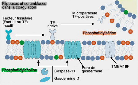 Flippases et scramblases dans la coagulation