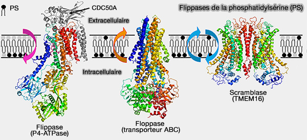 Flippases de la phosphatidylsérine (PS)