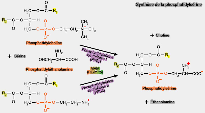 Synthèse de la phosphatidylsérine