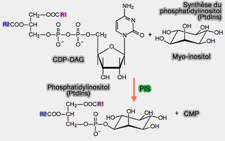 Synthèse du phosphatidylinositol