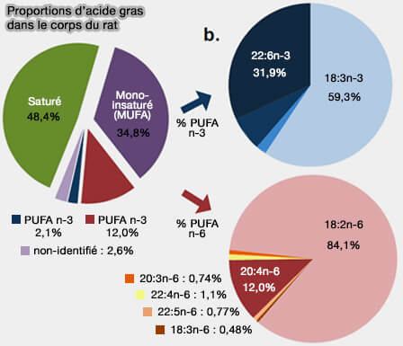 Proportions d’acide grasdans le corps du rat
