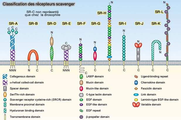Récepteurs scavenger