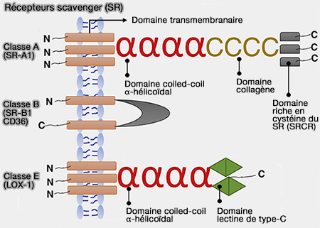 Récepteurs scavenger