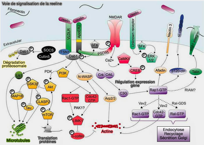 Voie de signalisation de la reeline