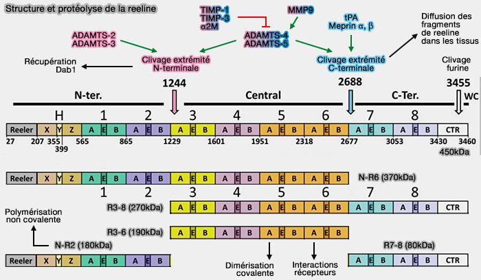 Structure et protéolyse de la reeline
