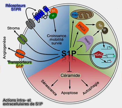 Actions de la sphingosine-1-phosphate (S1P)