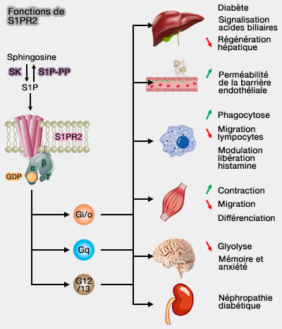 Fonctions de S1PR2