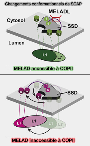 Homéostasie du cholestérol et des acides gras 