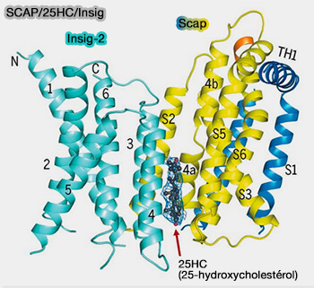 Homéostasie du cholestérol et des acides gras 