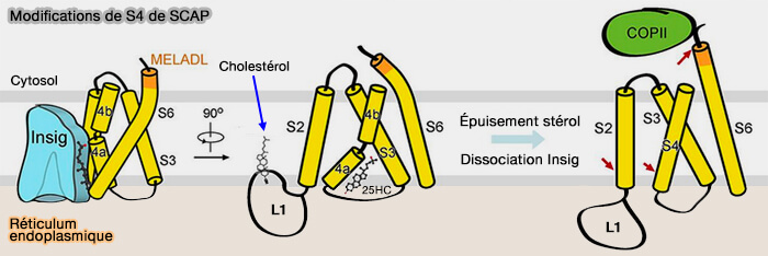 Modification de S4 (TM4) de SCAP