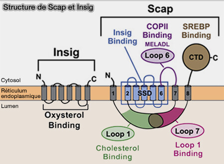 Homéostasie du cholestérol et des acides gras 