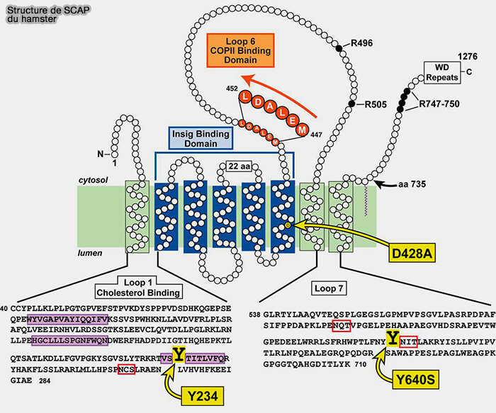 Structure de SCAP du Hamster