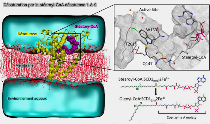 Désaturation par la stéaroyl-CoA désaturase 1 Δ-9