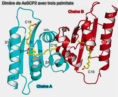 Structure de AeSCP2