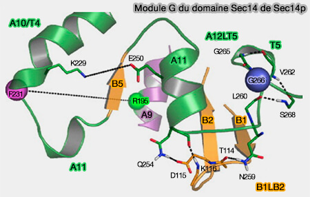Module G du domaine Sec14 de Sec14p