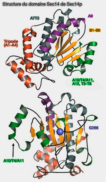 Structure du domaine Sec14 de Sec14p