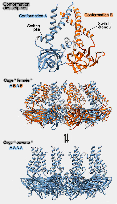 Conformations des seipines