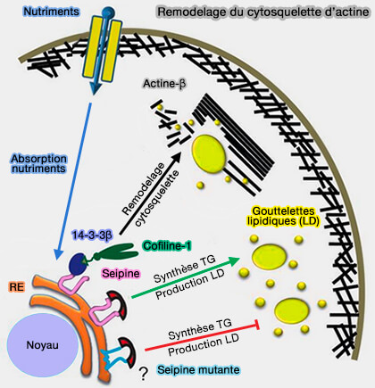 Seipine et remodelage du cytosquelette d'actine