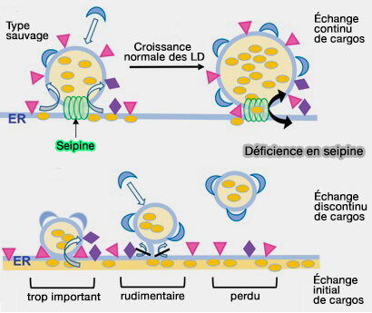 Déficience en seipine