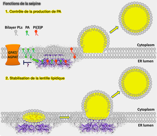 Fonctions de la seipine dans la nucléation et le bourgeonnement