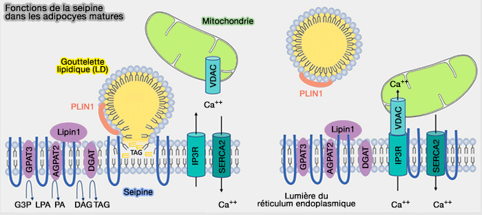 Fonctions de la seipine dans les adipocytes matures