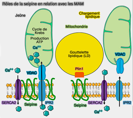 Rôle de la seipine en association avec les MAM 