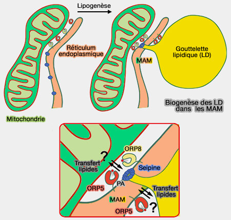 Biogenèse des LD dans les MAM 