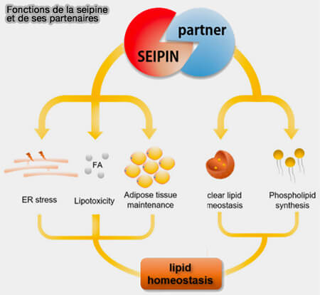 Fonctions de la seipine et de ses partenaires