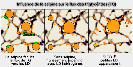 Influence de la seipine sur le flux de TG vers les LD