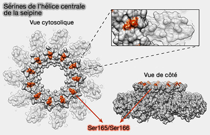 Sérines de l'hélice centrale de la seipine