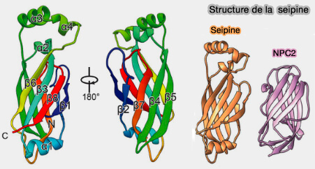 Structure de la seipine de drosophile